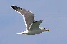 Heuglin's Gull (01) - Copy.jpg