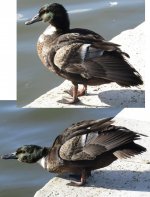 hybrid duck.jpg