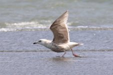 Slaty-backed Gull (06) - Copy.jpg