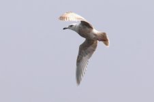 Slaty-backed Gull (02) - Copy.jpg