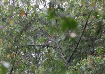 Least-Pygmy-owl.jpg