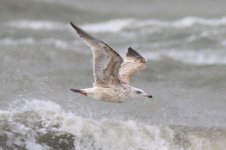 Slaty-backed Gull (02) - Copy.jpg