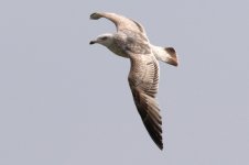 Slaty-backed Gull (05) - Copy.jpg