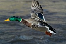 Mallard 1.jpg