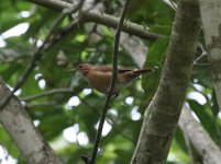 Rufous-Hornero.jpg