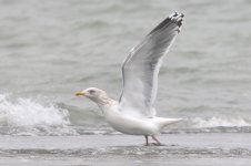 Vega Gull (05) - Copy.jpg