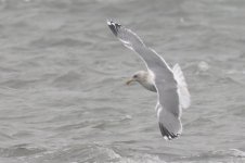 Vega Gull (07) - Copy.jpg