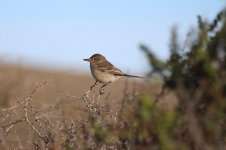 Grey-bellied Shrike-Tyrant ch 1.jpg