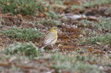 Patagonian Yellow-Finch ch 1.jpg