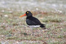 Magellanic Oystercatcher ch 2.jpg