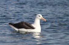 Black-browed Albatross ch 1.jpg