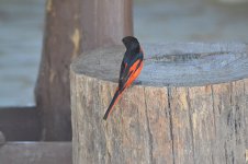 Long-tailed Minivet. Ying.JPG