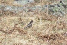 ring ouzel video 011.jpg