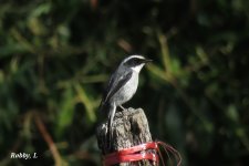 Grey-bushchat, male.JPG