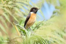 Eastern Stonechat.JPG