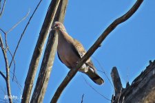 Oriental Turtle Dove.JPG