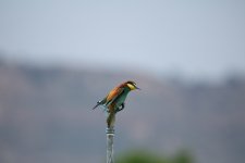 Bee-eater.JPG