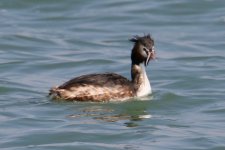 Injured Grebe (3).jpg