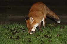 20170210 (2)_Red_Fox.JPG