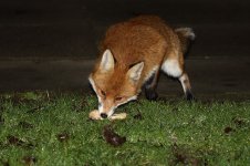 20170210 (4)_Red_Fox.JPG