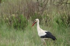 White stork.JPG