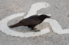 Fish Crow-2.jpg