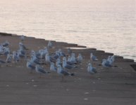 Birds on the Walkway (4).jpg