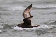 Unknown Gull (07) - Copy.jpg