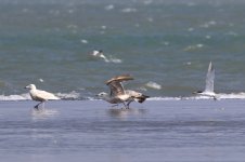 Glaucous Gull (31) - Copy.jpg