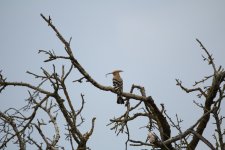 Hoopoe monegros.JPG