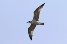 Heuglin's Gull (01) - Copy.jpg