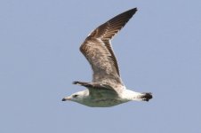 Heuglin's Gull (02) - Copy.jpg