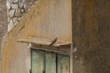 Lesser Kestrel Monegros.JPG