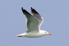 Heuglin's Gull (06) - Copy.jpg