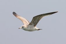 Common Gull (01) - Copy.jpg