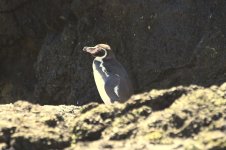 Humboldt Penguin ch 1.jpg