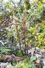 Frog Orchid seed capsules.jpg