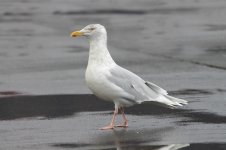 Glaucous Gull ice 2.jpg