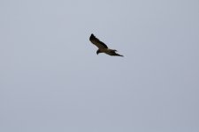 booted eagle monegros.JPG
