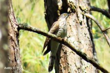 Large Hawk Cuckoo.JPG