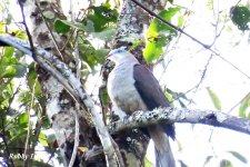 Mountain Imperial Pigeon.JPG