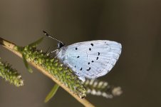 Holly Blue lt 2.jpg