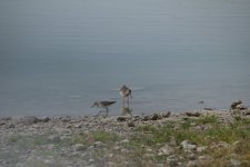 Wood Sand bujaraloz.JPG