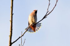 Waxwing2_28_02_2017.jpg