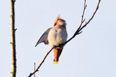 Waxwing3_28_02_2017.jpg