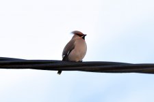 Waxwing4_28_02_2017.jpg