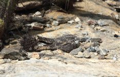 Pygmy-Nightjar.jpg