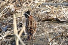 Rustic Bunting.jpg