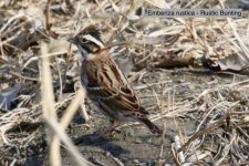 Rustic Bunting (2).jpg