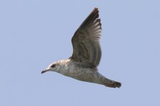 Common Gull (03) - Copy.jpg